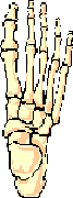 Bones